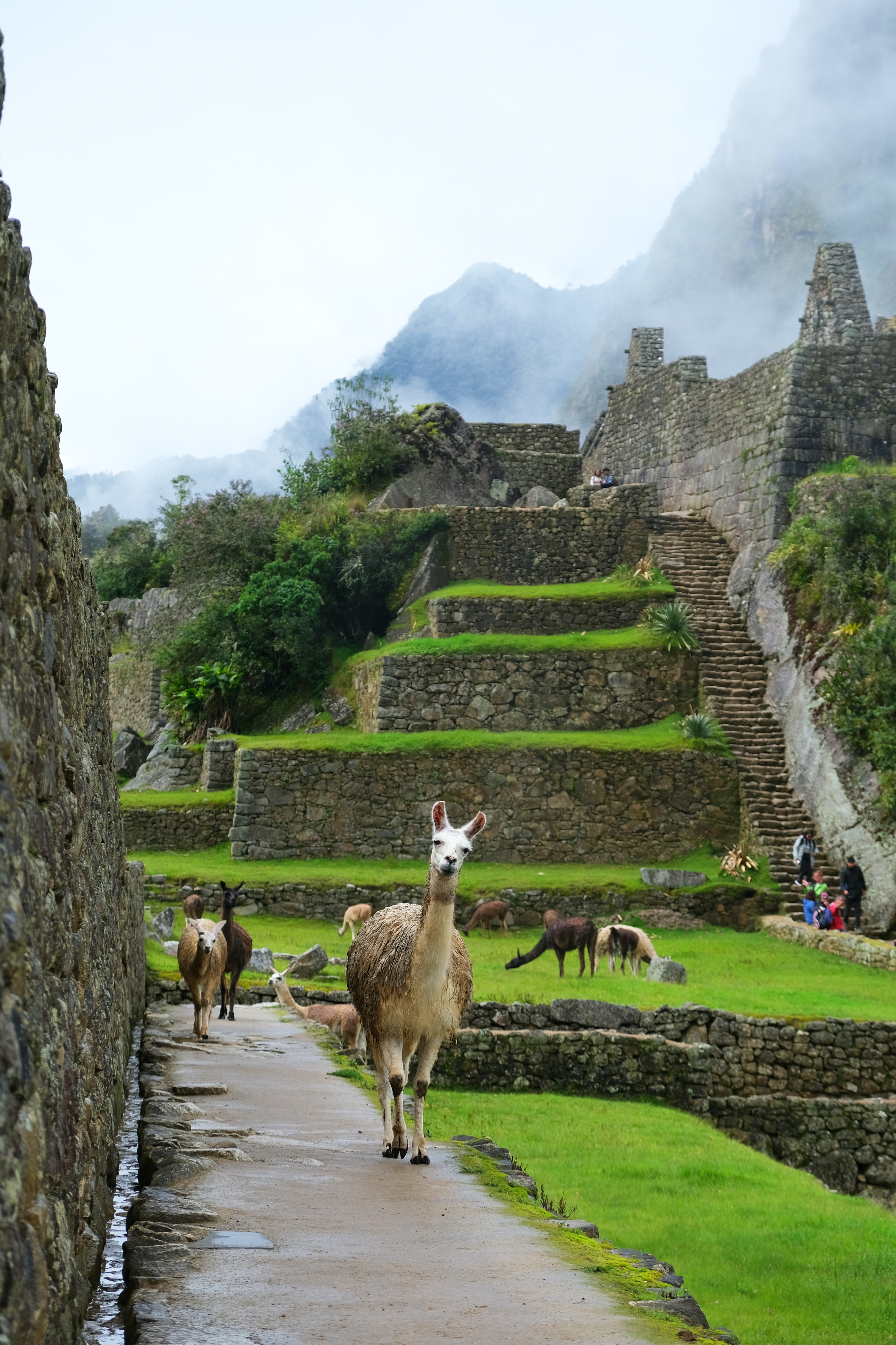 Aventura, animales y paisajes con History adventure 