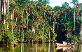 Tour en el Lago Sandoval, arboles y trekking