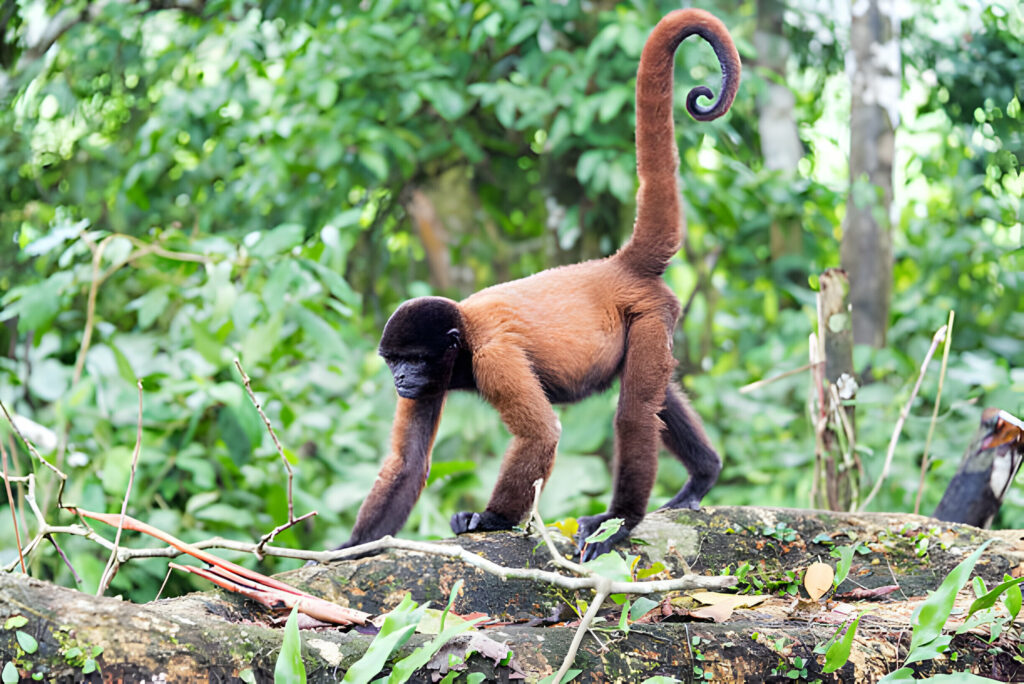 Mono en la selva, tour Iquitos