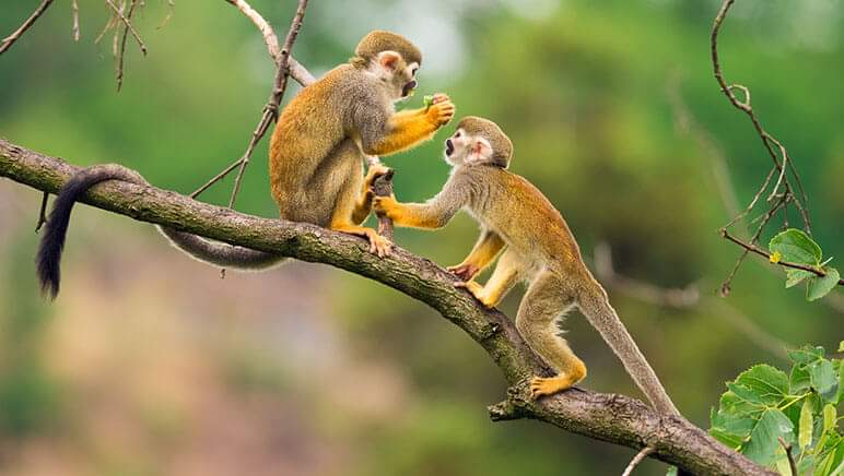 Animales en tours de aventura