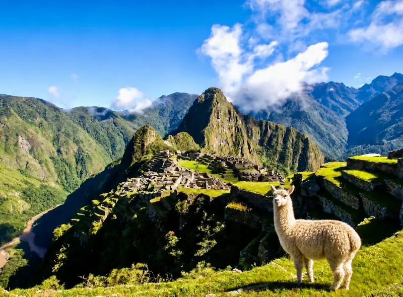 Vista panorámica de Machu Picchu con una llama observando la ciudadela inca en Cusco Perú