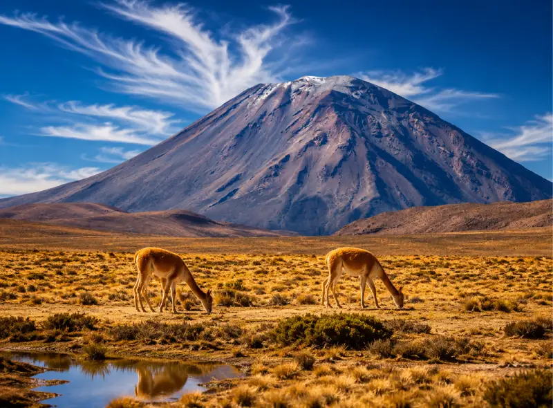 Vicuñas en un paisaje altoandino con el volcán Misti al fondo durante el tour Catarata de Pillones desde Arequipa