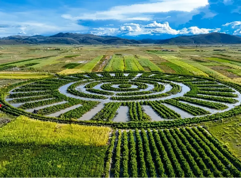 Sistemas agrícolas waru waru en el altiplano durante la Ruta Aymara desde Puno